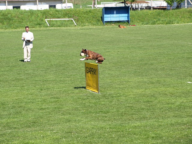 www.atibox.net * www.euroboxer.eu * www.boxergenealogia.eu